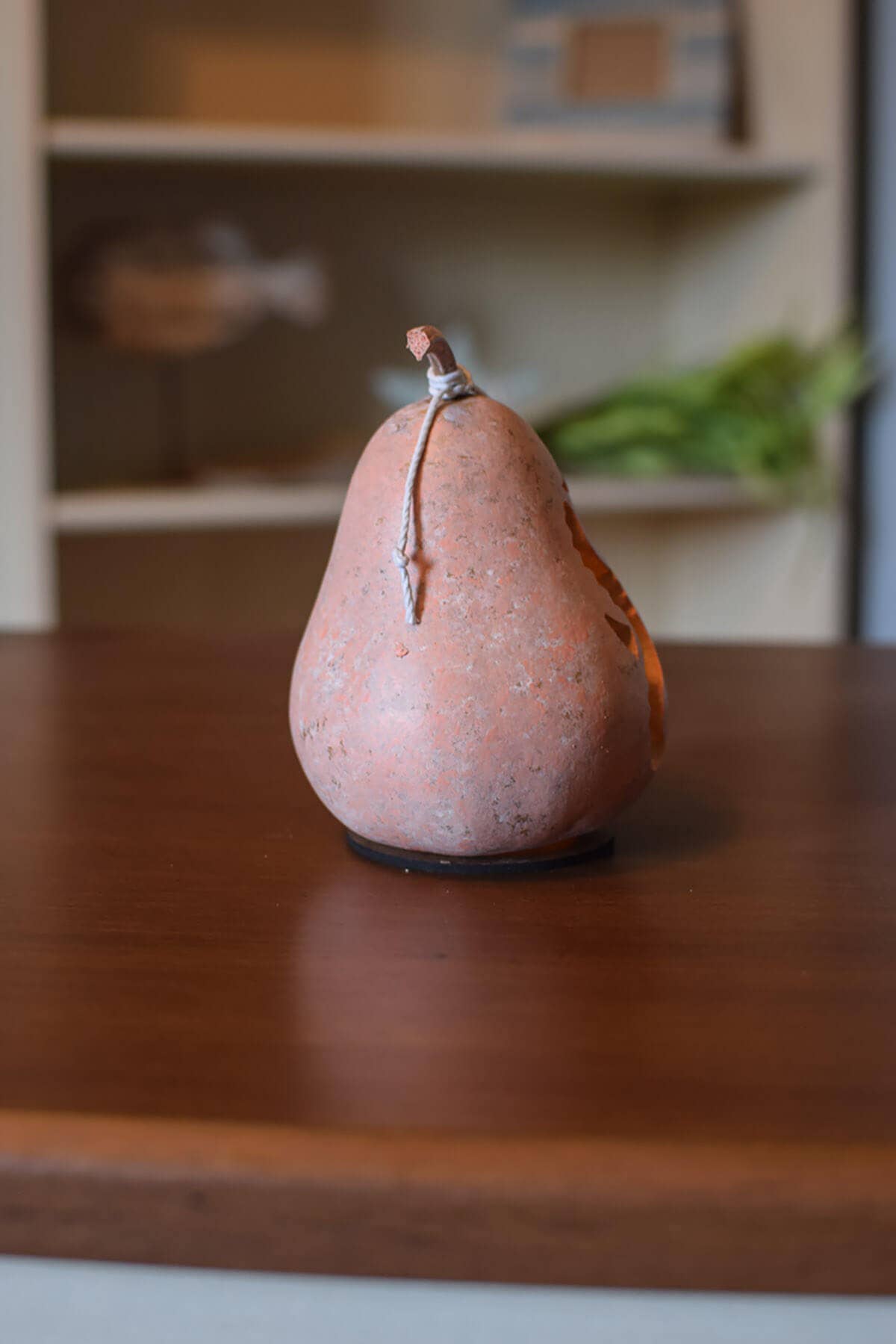Coastal Gourd-Seahorse