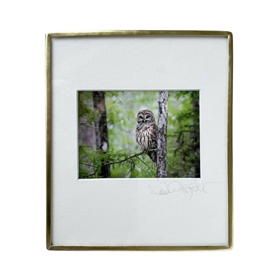 Barred Owl Perched-Photo