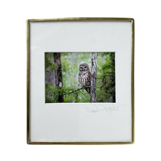 Barred Owl Perched-Photo