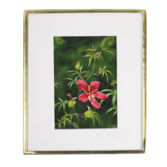 Scarlet Hibiscus -Photo
