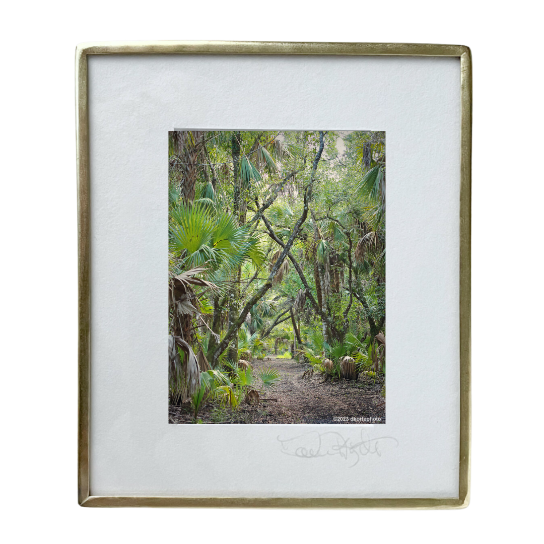 Trail Through Oak Hammock