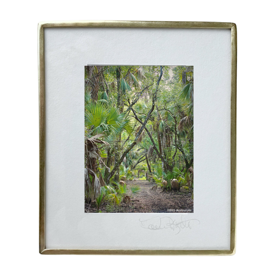 Trail Through Oak Hammock