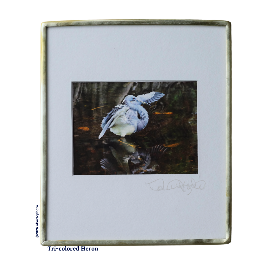 Tri-colored Heron - Photo