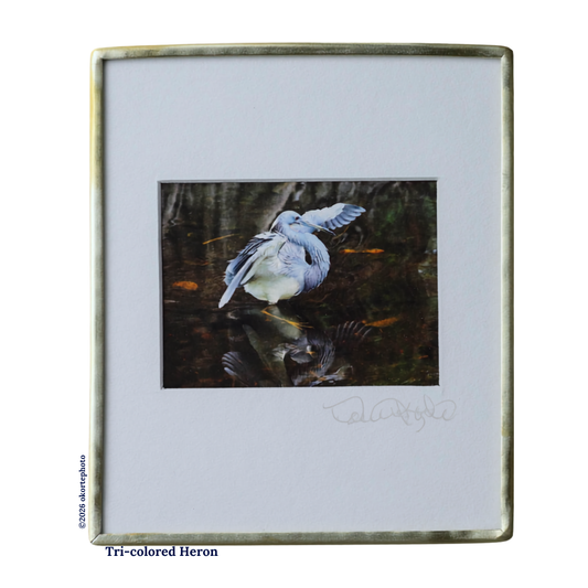 Tri-colored Heron - Photo