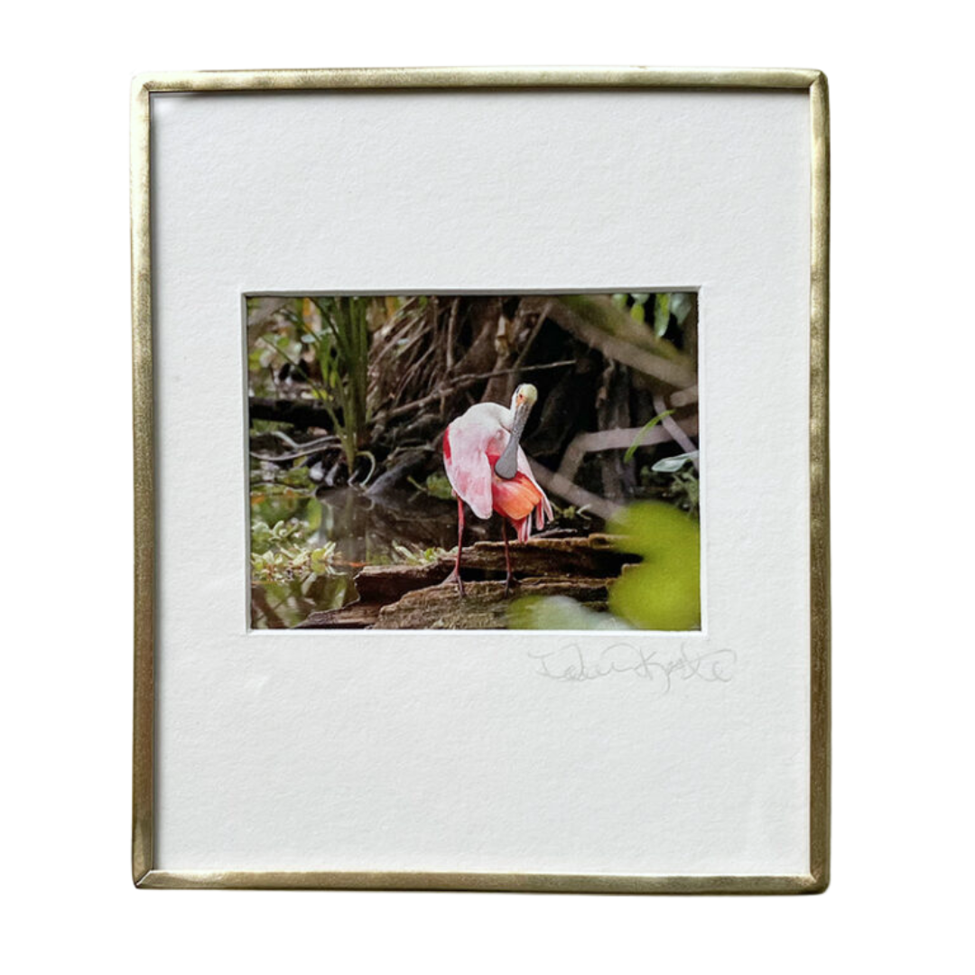 Roseate Spoonbill Preening - Photo