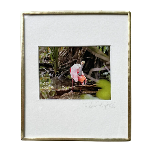 Roseate Spoonbill Preening - Photo