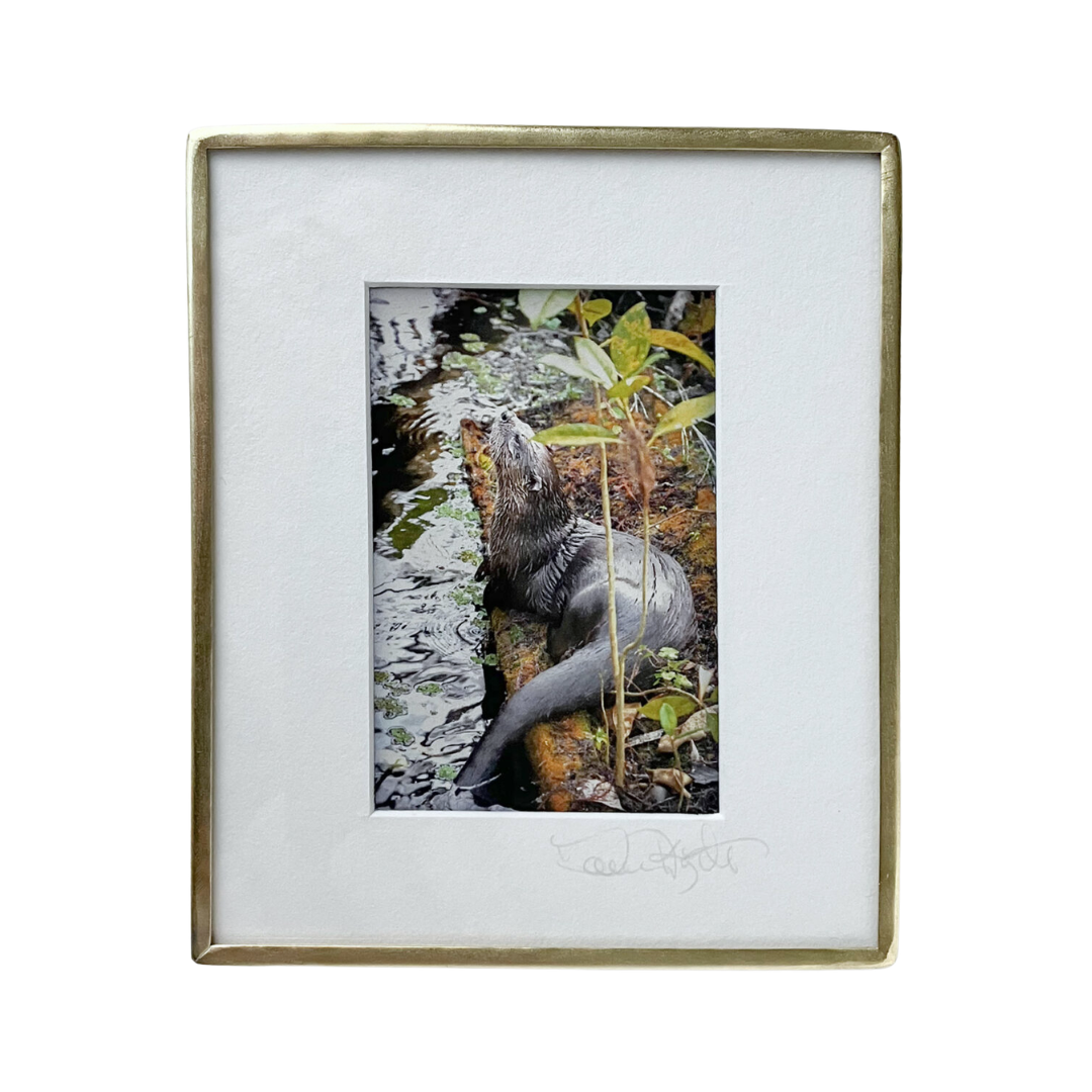 Sunning Otter - Photo