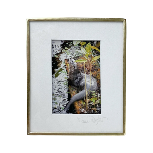 Sunning Otter - Photo