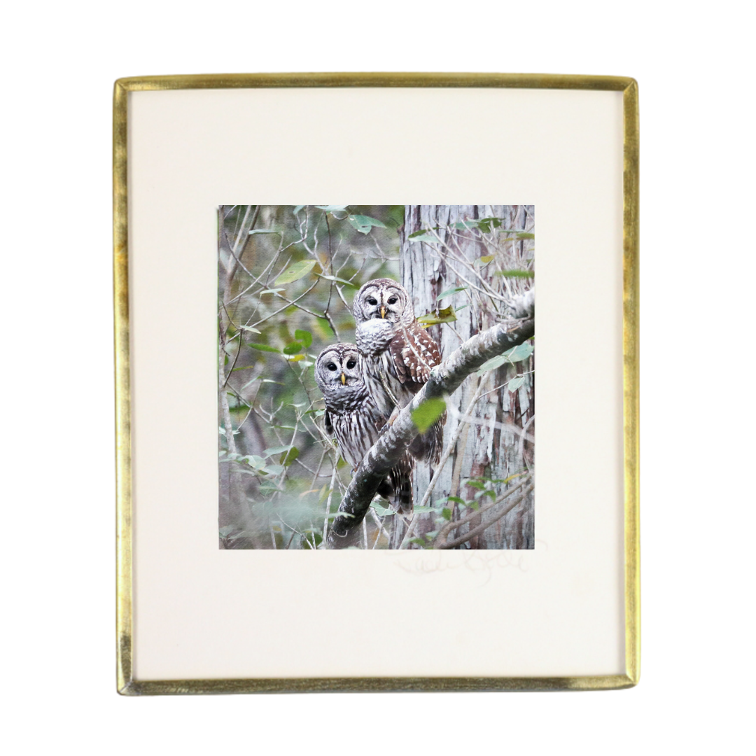 Pair of Barred Owls - Photo