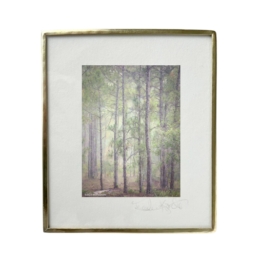 Pines in Rain - Photo
