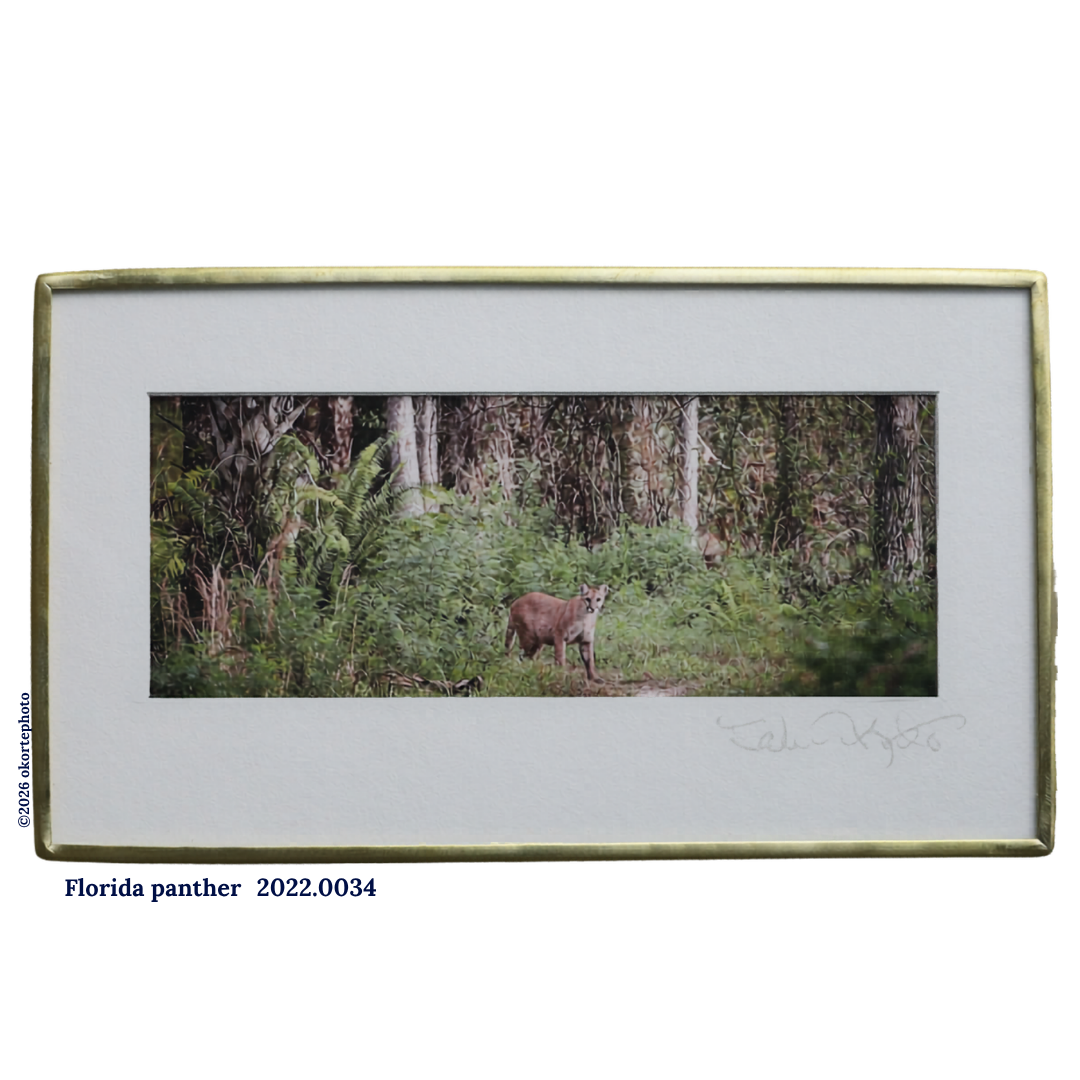 Florida Panther - Photo