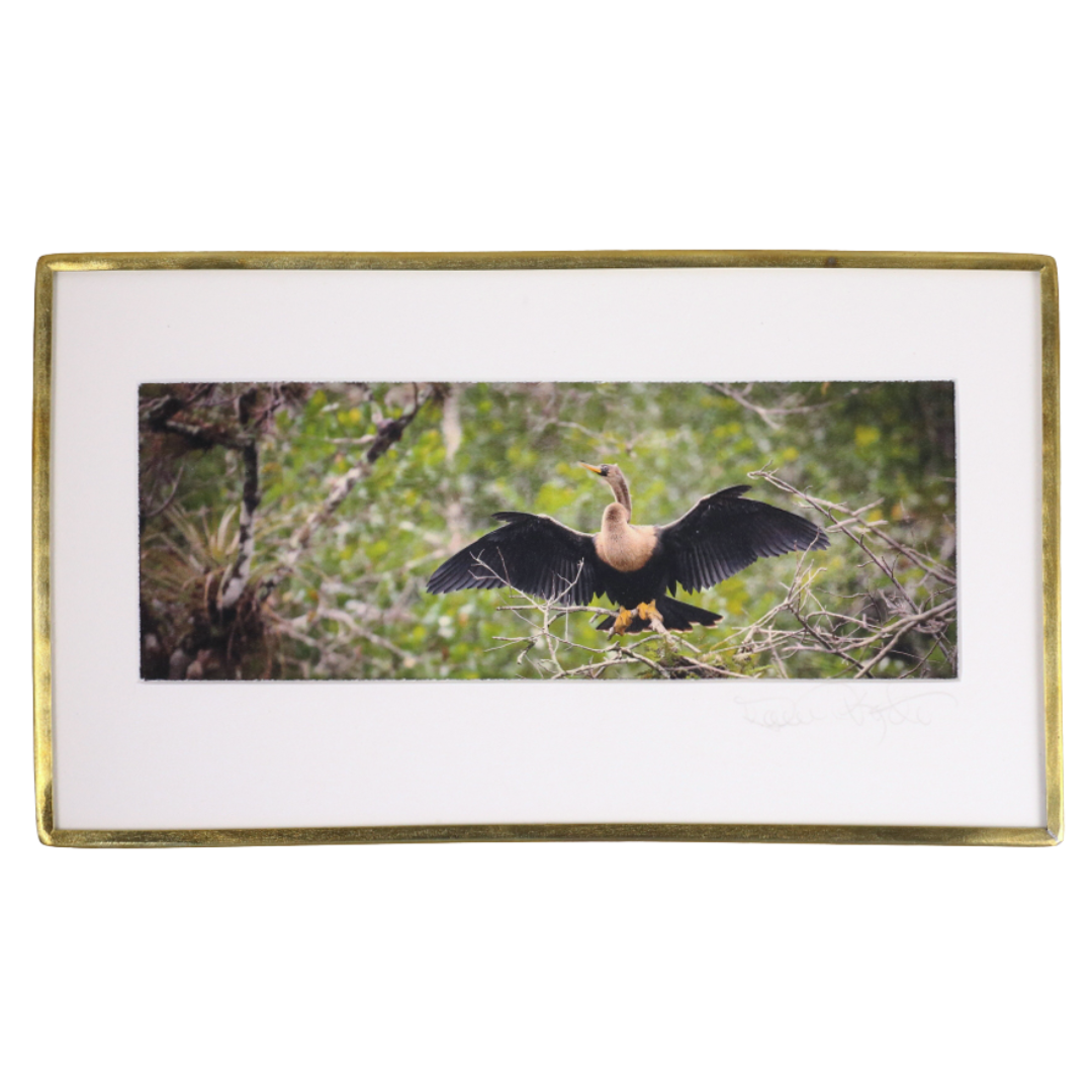 Anhinga - Photo