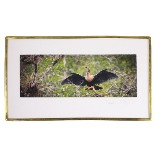 Anhinga - Photo