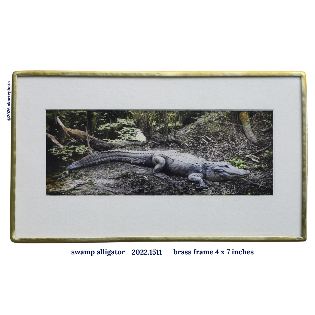 Swamp Gator - Photo