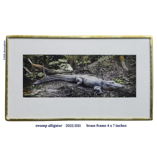 Swamp Gator - Photo