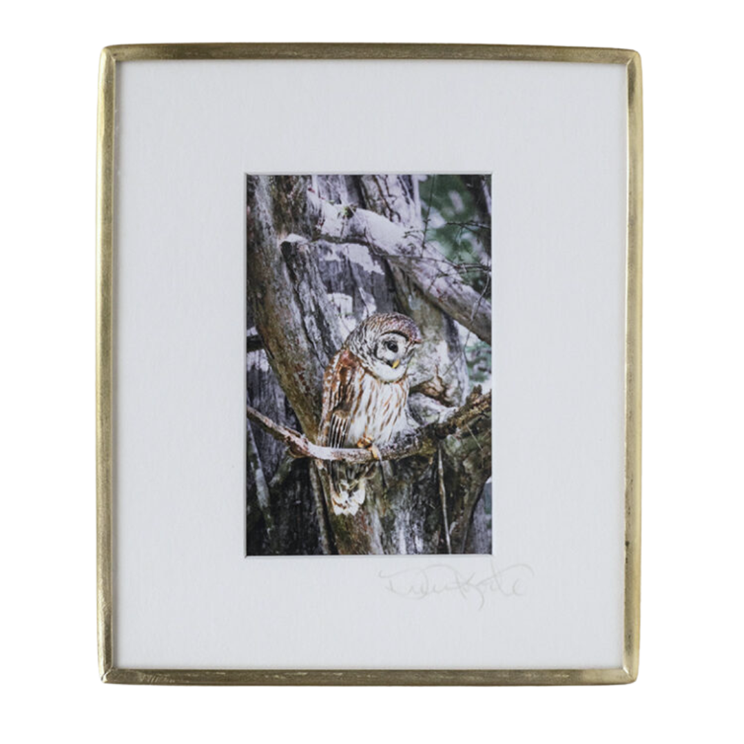 Barred Owl on Cypress - Photo
