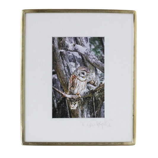 Barred Owl on Cypress - Photo