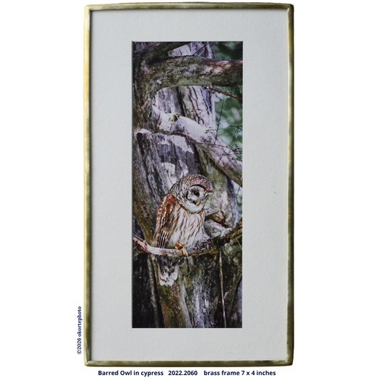 Barred Owl in Pond Apple - Photo