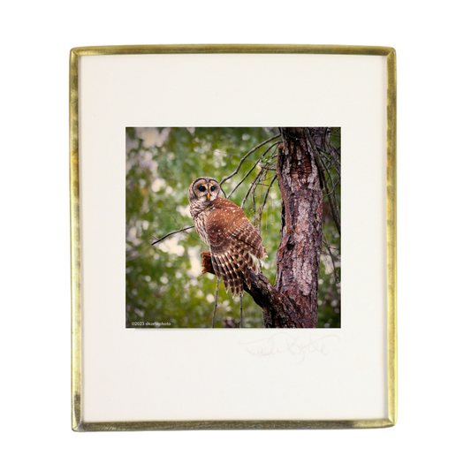 Barred Owl in Pine - Photo