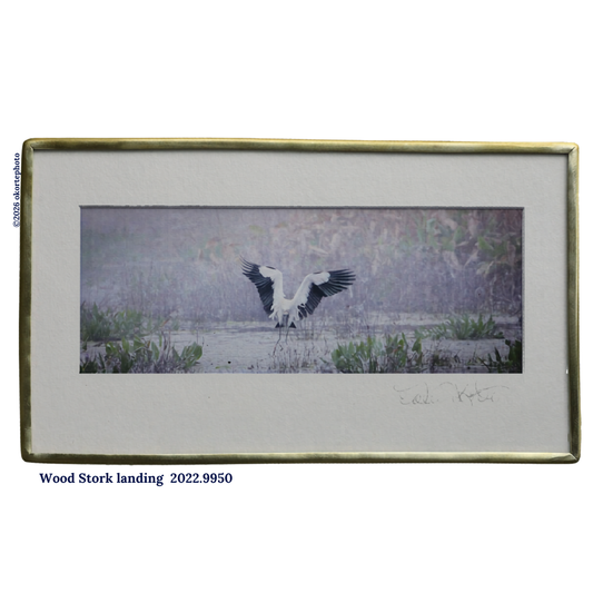 Wood Stork Landing - Photo