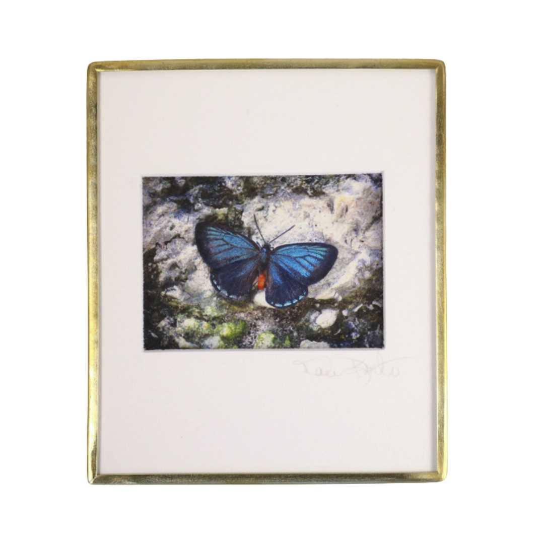 Atala Butterfly-Photo