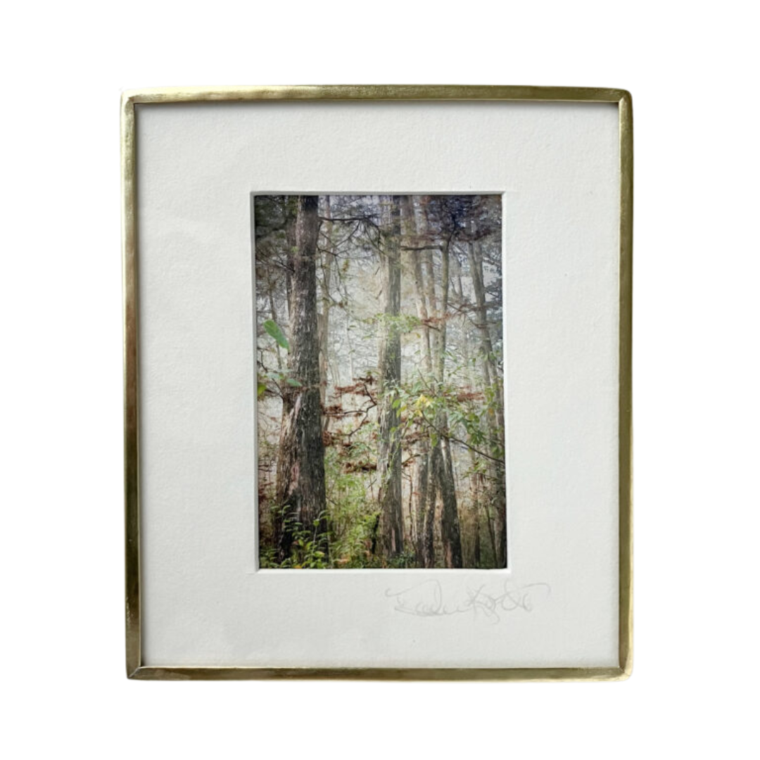 Forest of Cypress - Photo