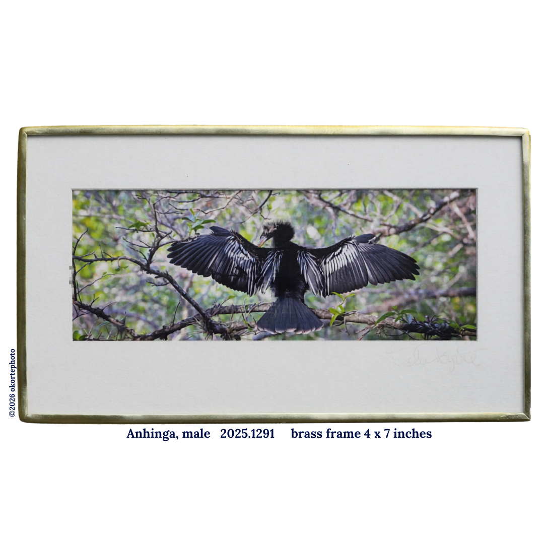 Anhinga Male - Photo
