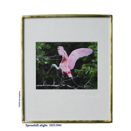 Roseate Spoonbill Alight - Photo