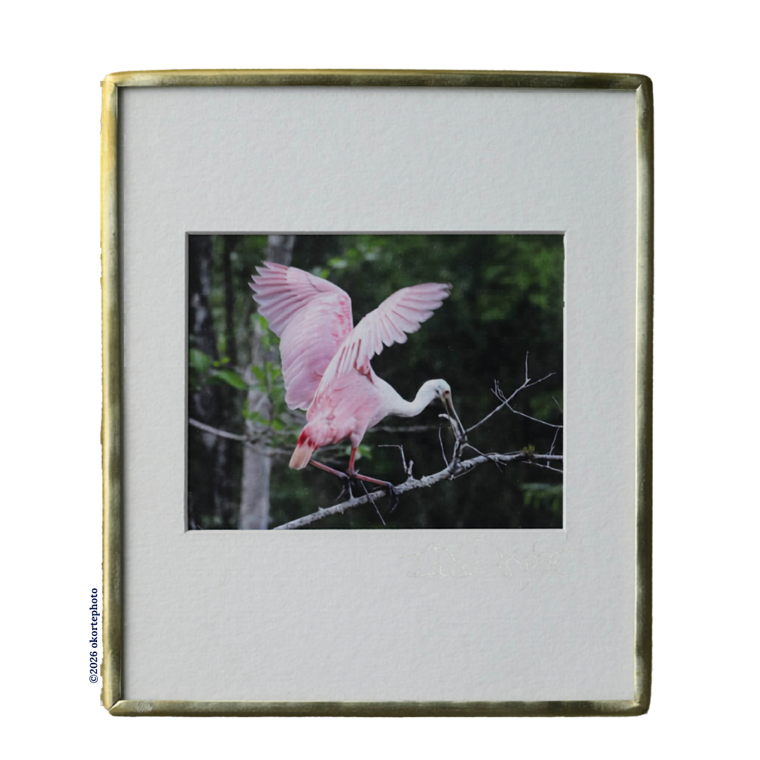 Roseate Spoonbill 3-Point Landing - Photo