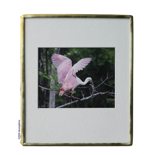 Roseate Spoonbill 3-Point Landing - Photo