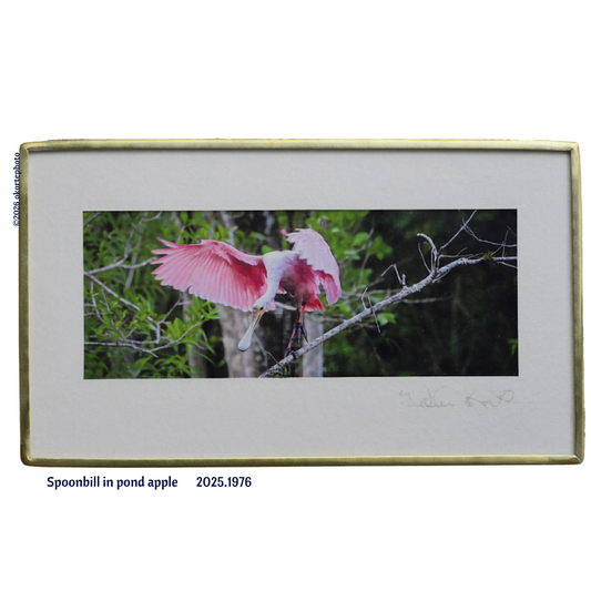 Spoonbill in Pond Apple - Photo