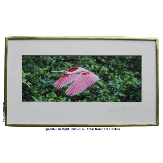 Roseate Spoonbill in Flight - Photo