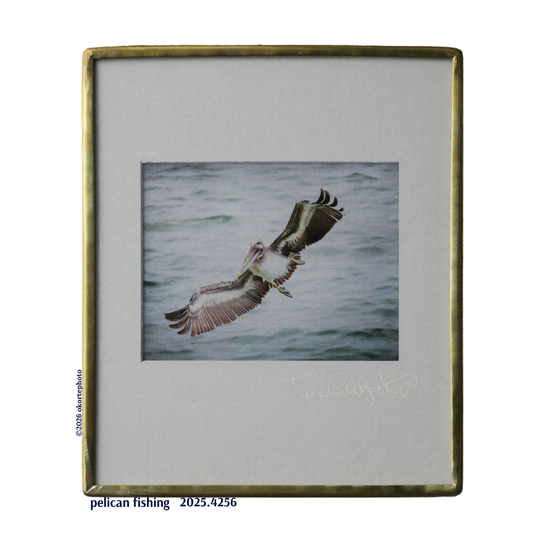Brown Pelican Fishing-Photo
