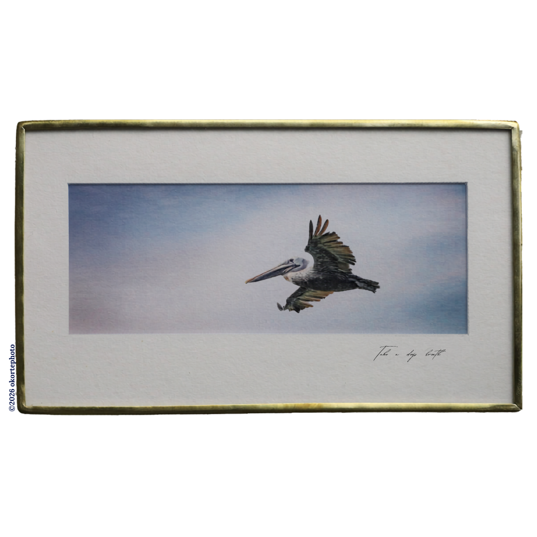 Brown Pelican in the Sky