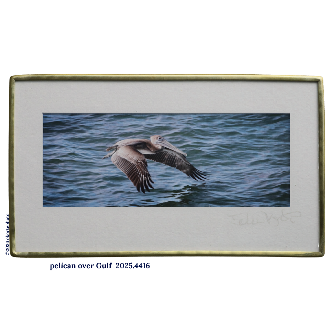 Brown Pelican Over the Gulf