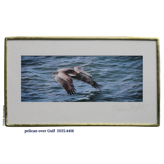 Brown Pelican Over the Gulf