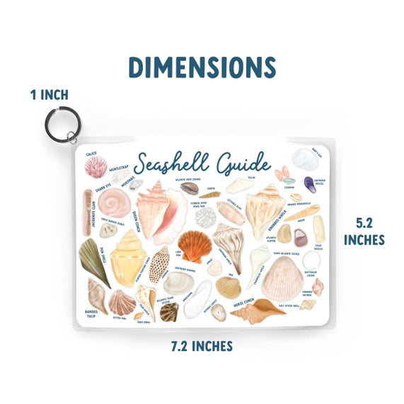 Seashell Guide