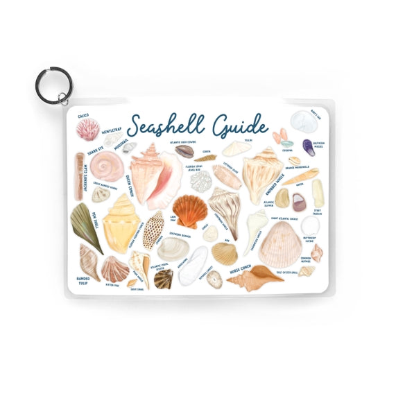 Seashell Guide
