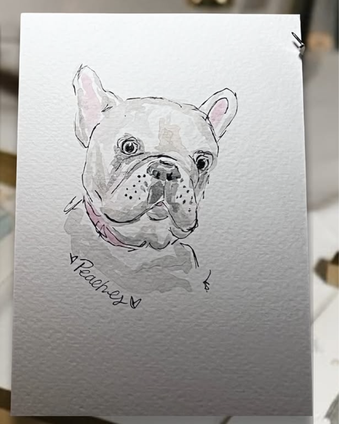 Pet Portraits benefiting PBHSN