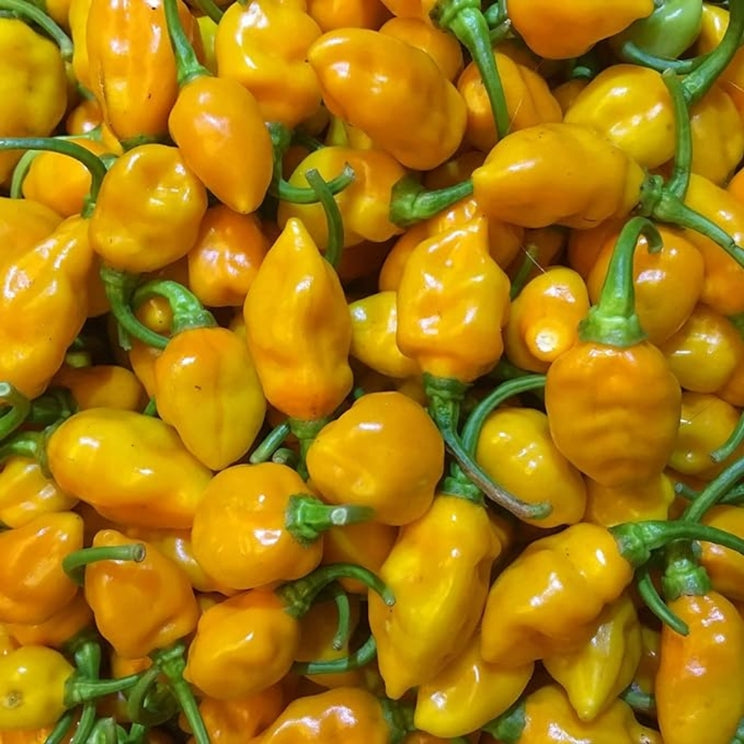 Matanzas Datil Pepper Cashews