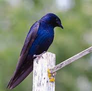 Purple Martin Two-story Bird House
