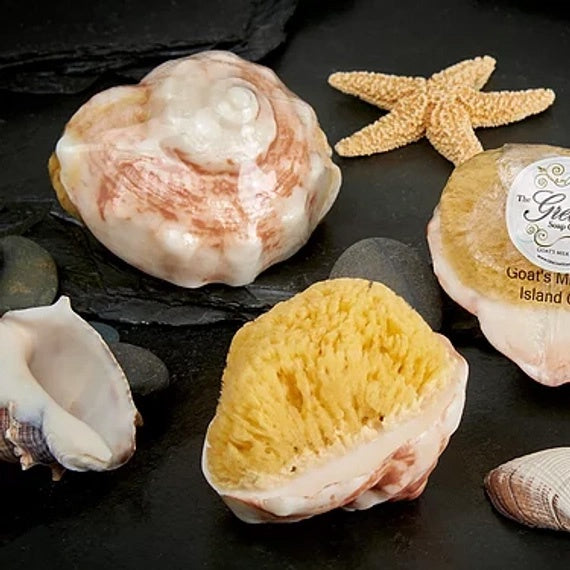 Conch Shell Soap with Sponge.